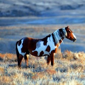 Meet your Posher, Riley